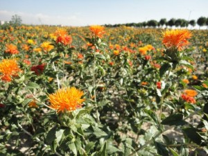 aspir-12397898122223