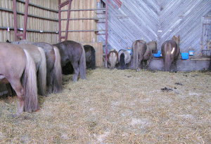 finlandiyada-77-bin-at-20-bin-evi-isitacak